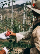 康其农业：西藏“高原红”苹果，成就世界屋脊的乡村振兴典范